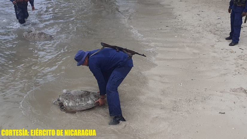 tortugas1